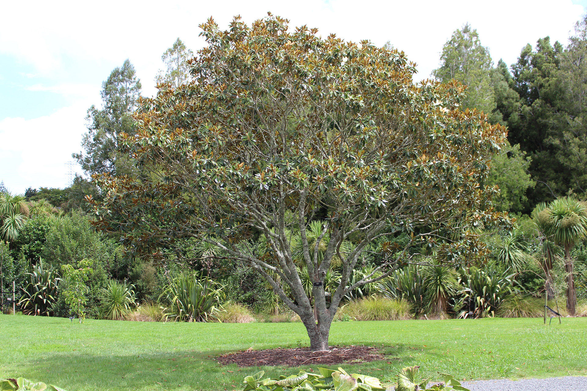 Magnolia grandiflora 
